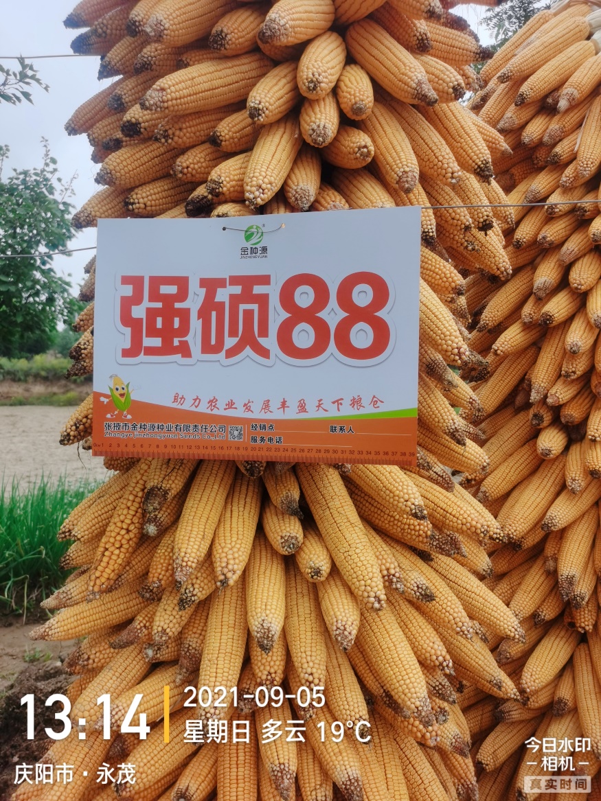 強(qiáng)碩88